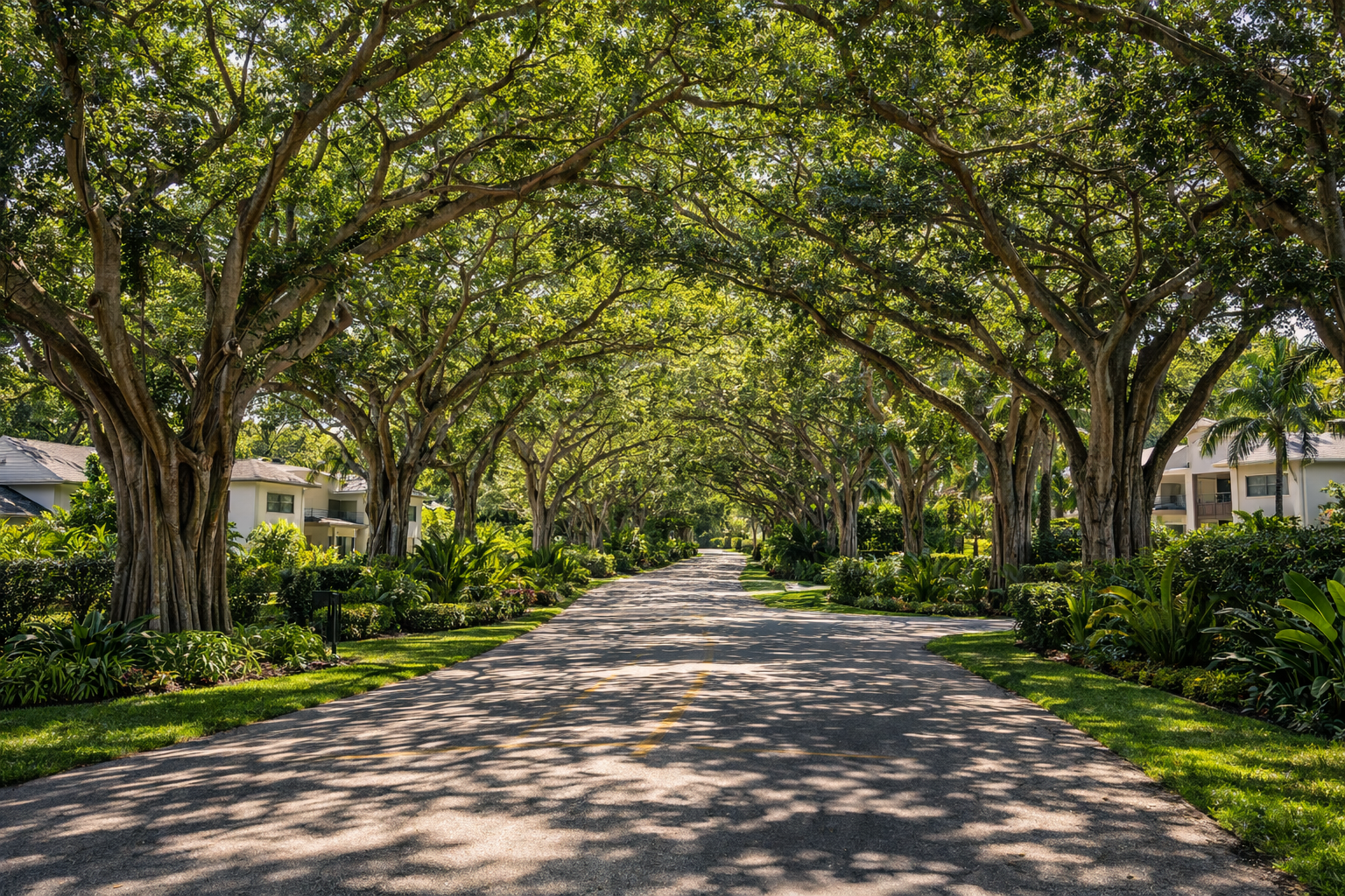 Pinecrest FL Old Cutler Road banyan canopy